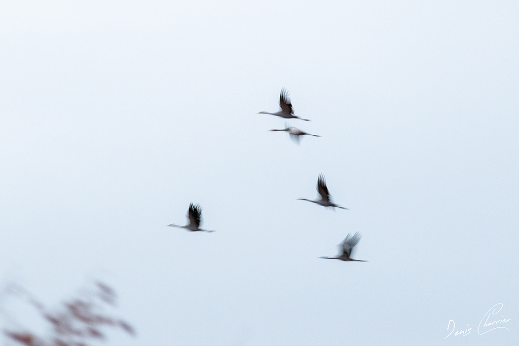 Grues cendrées en vol